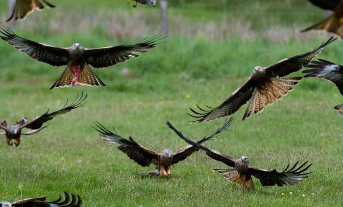 Gigrin Red Kite Feeding Centre